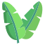  Koba (false banana) leaves